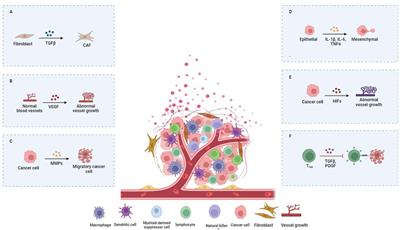 Tumor microenvironment and cancer metastasis: molecular mechanisms and therapeutic implications